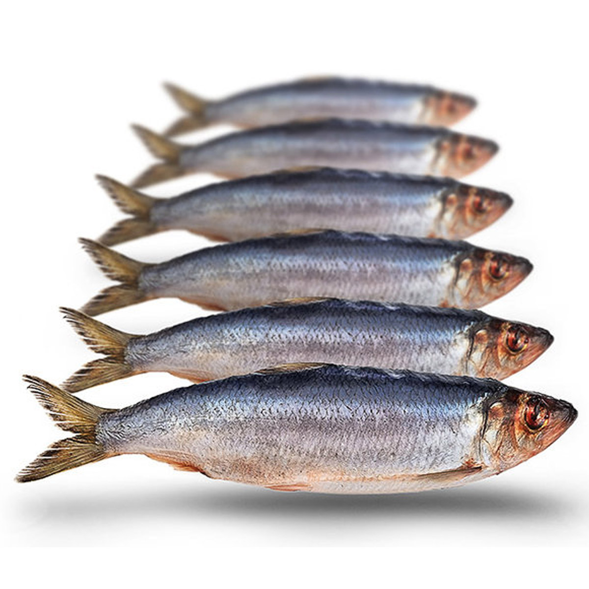 Prebaits Haring Klein