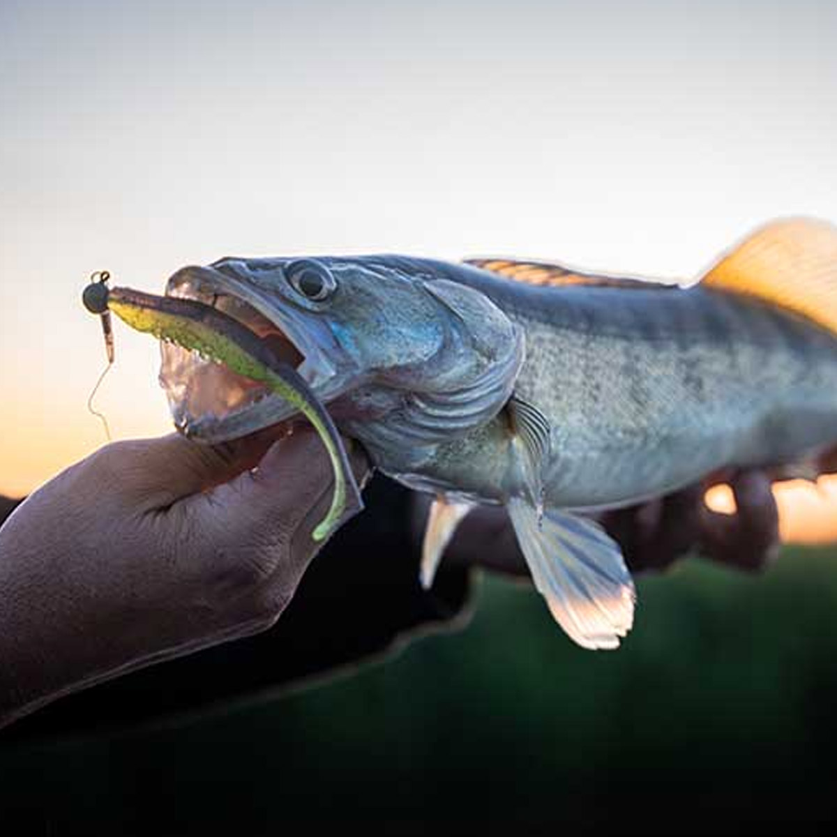 Fox Rage Scent Shad 9 cm 