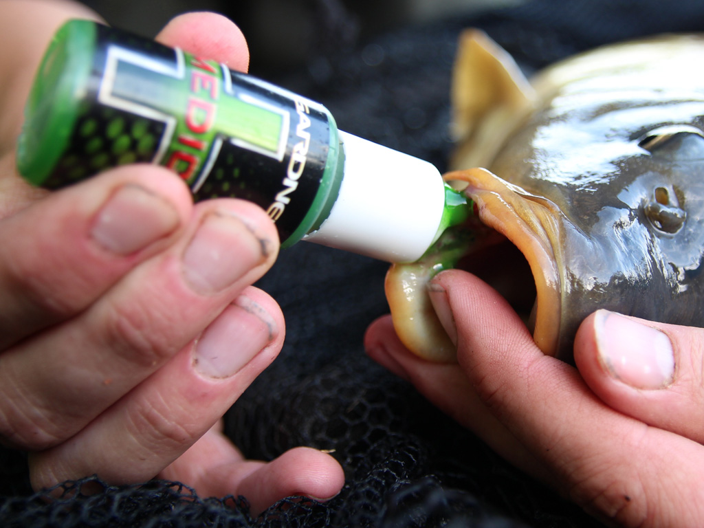 Het behandelen van een wond in de bek van een karper