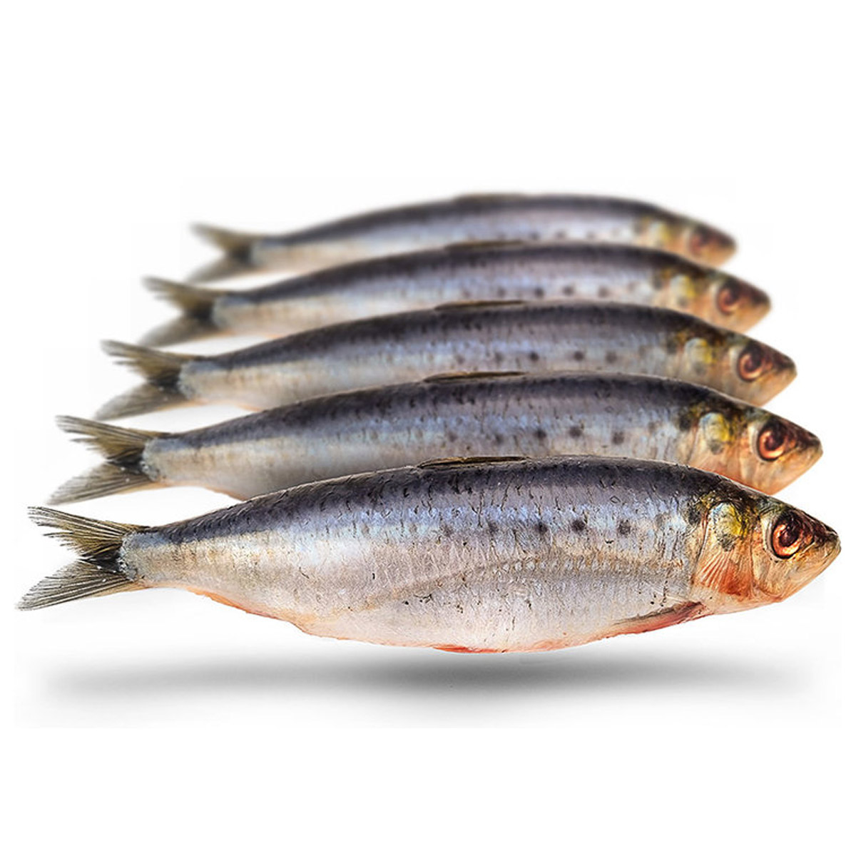 Prebaits Sardines Groot