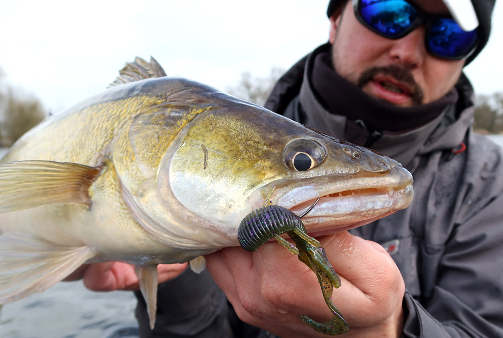 Grote snoekbaarzen vang je met een Carolina Rig