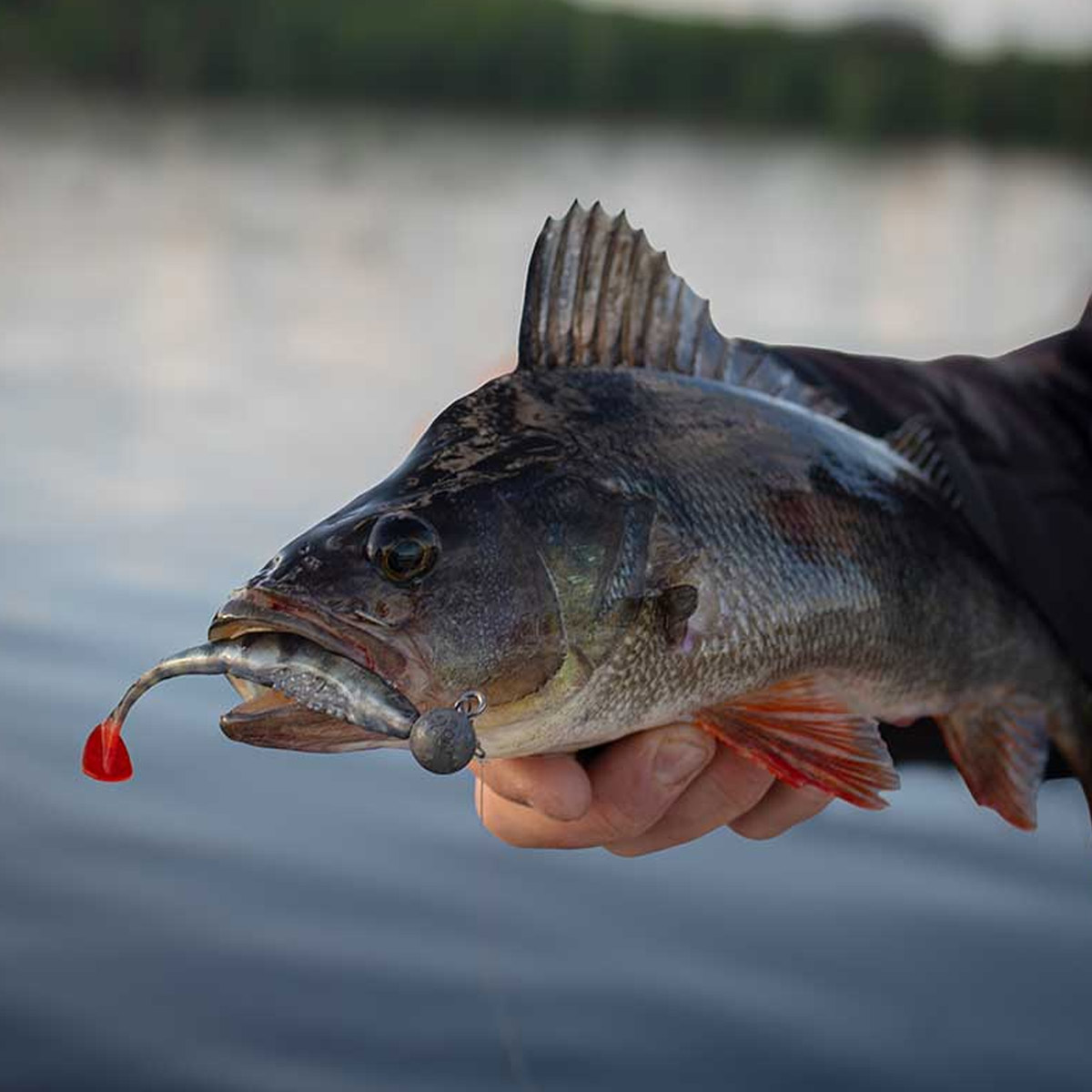Fox Rage Scent Shad 13 cm 