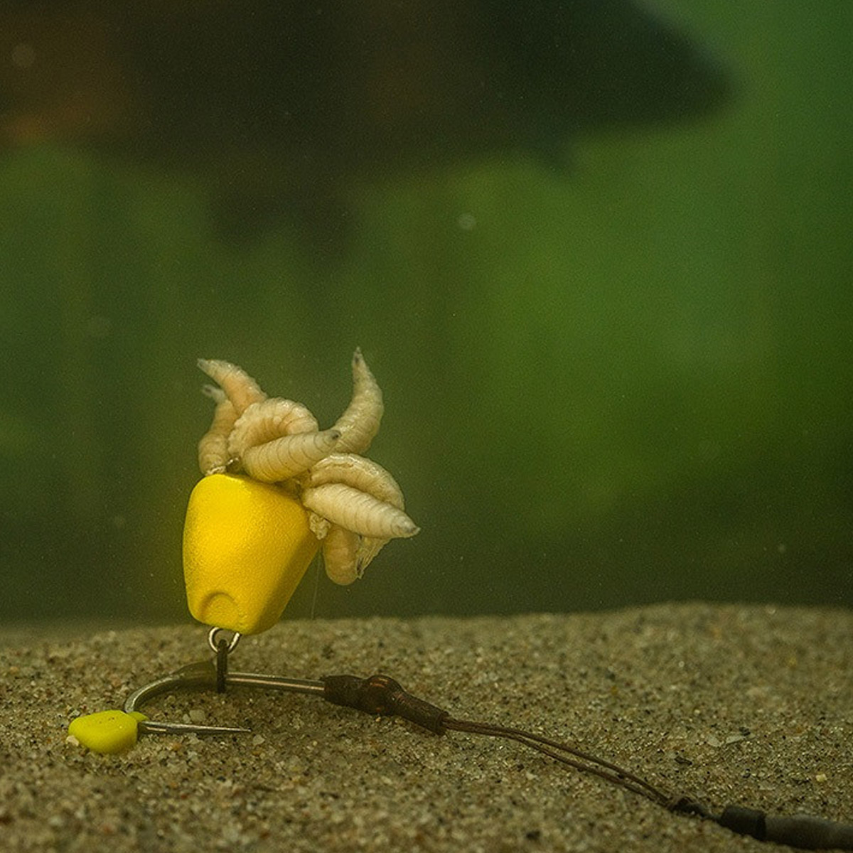 Pole Position Corn Maggot Clip Single