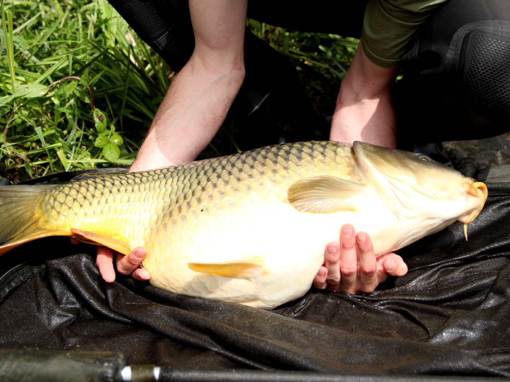 Het vasthouden van een karper