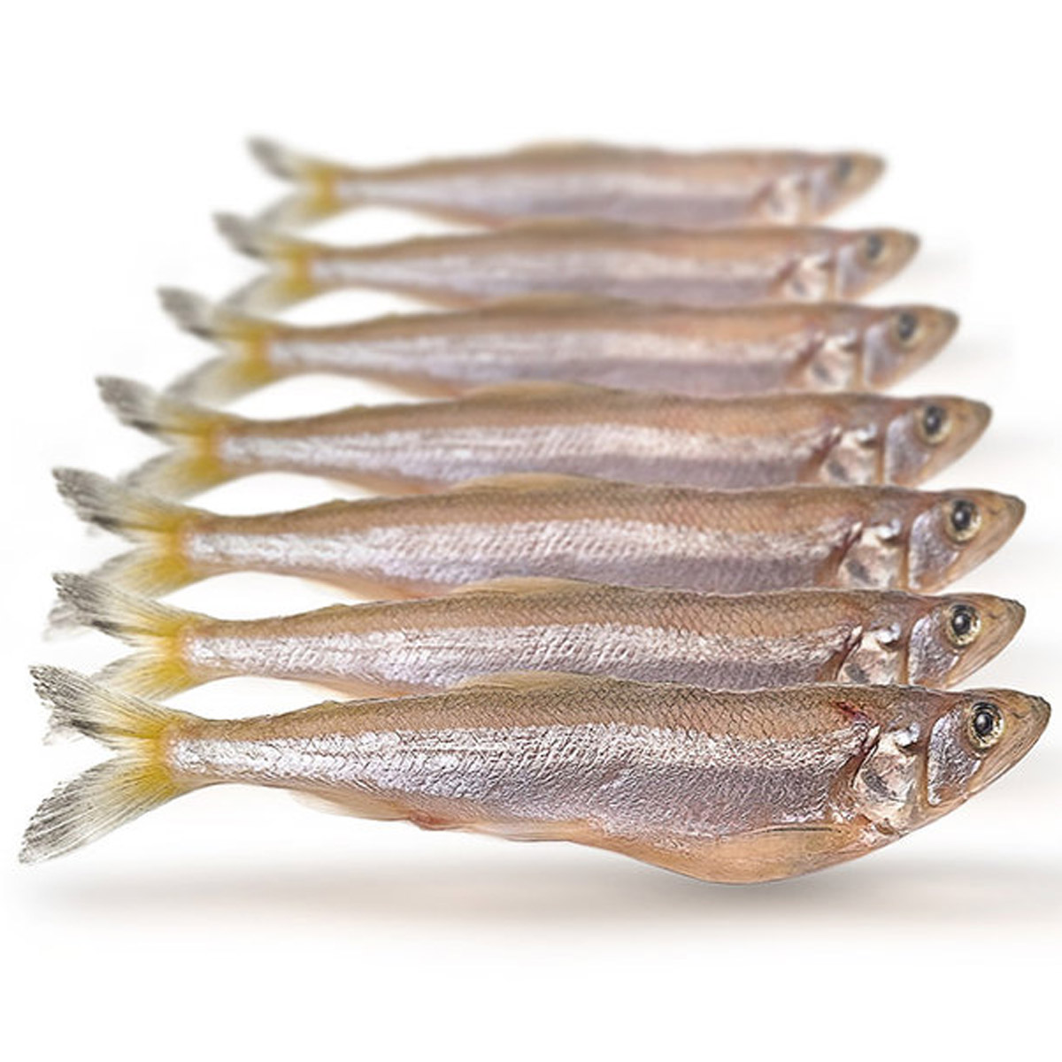 Prebaits Spiering Groot